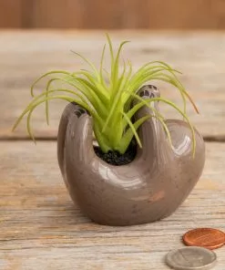 Natural Life FUN & GIFTS Tiny Faux Succulents 24 Natural Life FUN & GIFTS Tiny Faux Succulents