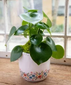 Natural Life Ceramic Planter 15 Natural Life Ceramic Planter